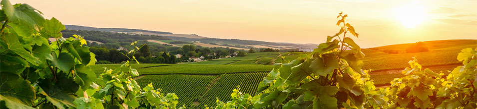 Champ de vignes dans les Ardennes