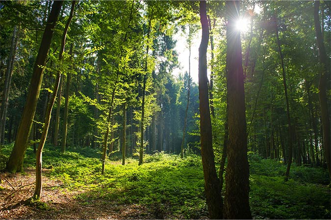 forêt des Ardennes