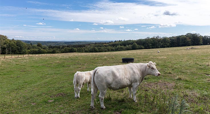 Vaches dans un champ dans les Ardennes